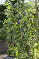 Capuchin pea 'Blauschokkers' (Pisum sativum) climbing on chicken wire