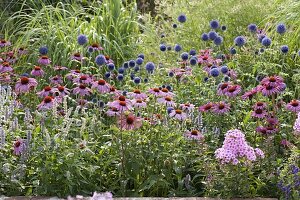 Echinacea purpurea 'Magnus' (red coneflower), Echinops ritro (globe thistle)