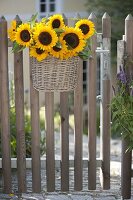 Sunflowers as a welcome at the garden gate