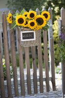 Sunflowers as a welcome at the garden gate