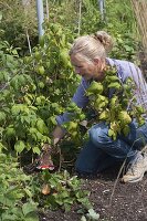 Woman cutting down harvested raspberry canes (Rubus)
