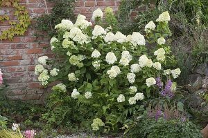 Hydrangea paniculata Grandiflora (Panicle hydrangea)