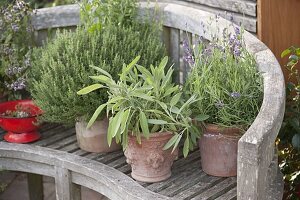 Herbs in terracotta pots on wooden bench