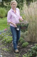 Filling gaps in the perennial bed in late summer (1/4)