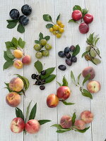 Stone fruit (Prunus) tableau without inscription