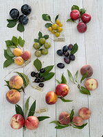 Stone fruit (Prunus) tableau with botanical labelling