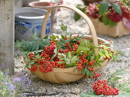 Korb mit frisch geernteten eßbaren Vogelbeeren (Sorbus edulis)