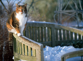 Katze im Winter auf einer Bank sitzend