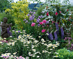 Iris Sibirica, Chrysanthemum Maximum