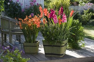 Gladiolus (Gladiolen), Crocosmia crocosmiiflora 'Babylon' (Montbretien)