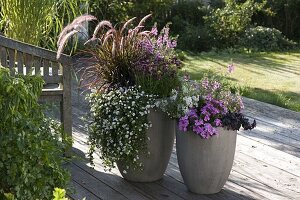 Bacopa Taifun 'Mega White' (Snowflake), Angelonia 'Angel Wings'