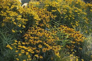 Yellow late summer bed