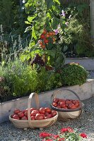 Baskets with freshly harvested tomatoes (Lycopersicon)