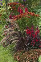 Red late summer border: Helenium 'Rubinzwerg'(Sunflower), Pennisetum