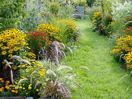 Late summer beds, Rudbeckia fulgida 'Goldsturm', Tagetes