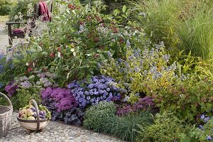 Caryopteris 'Summer Sorbet', Malus (ornamental apple), Aster dumosus