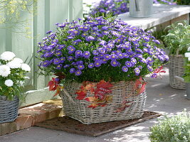 Aster 'Sapphire', Callistephus chinensis