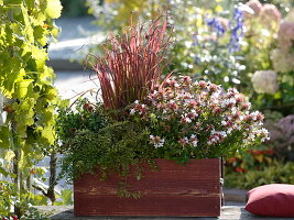Red box with Imperata cylindrica 'Red Baron' (Japanese red grass)