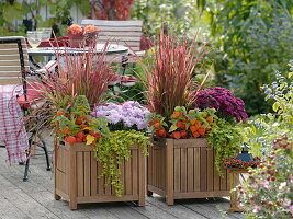 Kasten mit Herbstbepflanzung: Imperata cylindrica 'Red Baron'