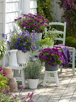 Solanum rantonnetii (gentian shrub), Osteospermum impassion