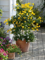 Cassia corymbosa (Gewürzrinde) unterpflanzt mit Solanum jasminoides