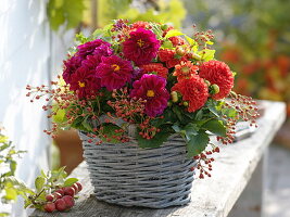 Dahlia Starlias 'Burgundy' and 'Redorange' (potted dahlias) in a basket