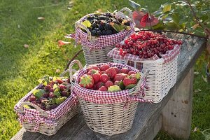 Himbeeren, Brombeeren (Rubus), Erdbeeeren (Fragria) und Johannisbeeren