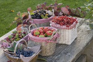 Himbeeren, Brombeeren (Rubus), Erdbeeeren (Fragria) und Johannisbeeren