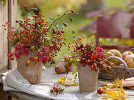 Hagebutten (Rosa) und Euonymus (Pfaffenhütchen) in Terracotta - Töpfen