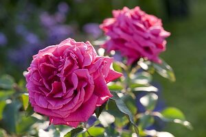 Rosa 'Harald Wohlfahrt' (Gourmet Rose by Delbard)