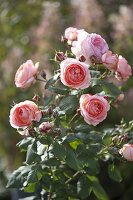 Rosa 'Amelia Renaissance' (Strauchrose), öfterblühend, stark duftend