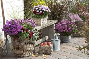 Aster dumosus 'Rose Crystal' 'Purple Diamond' 'Rosenquarz' (Kissenastern)