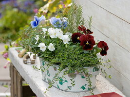 Metal bowl with Viola cornuta (horned violet), Viola wittrockiana