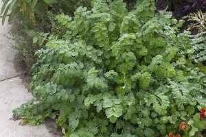 Pimpinelle (Sanguisorba minor)