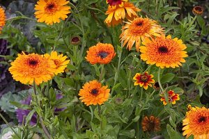 Calendula (marigolds), Zinnia (zinnias)