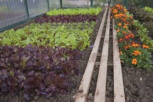 Greenhouse with colourful lettuces, chard (Beta), spinach (Spinacia)