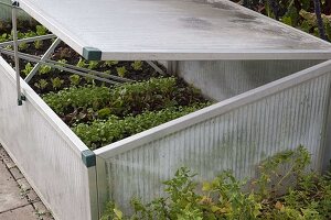 Cold frame with young plants of different lettuce varieties