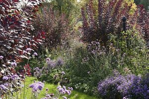 Cotinus coggygria 'Royal Purple' (Perückenstrauch)