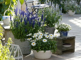 Salvia farinacea (Mehlsalbei), Leucanthemum 'White Mountain' (Margerite)