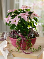 Euphorbia pulcherrima (Poinsettia, Poinsettia), Senecio rowleyanus