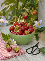 Solanum sisymbriifolium (Lychee plum)