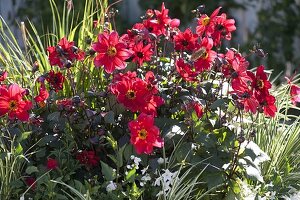 Dahlia 'Passion' (red dahlias), single flowering