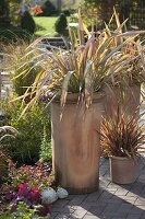 Phormium tenax 'Jester' (New Zealand flax) in terracotta tubs