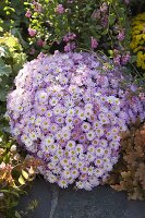 Chrysanthemum 'Ajax' (Herbst-Chrysantheme)