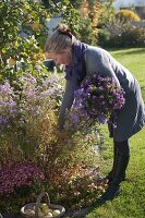 Frau schneidet Strauß aus Aster (Herbstastern)