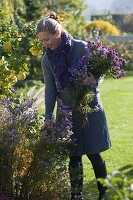 Frau schneidet Strauß aus Aster (Herbstastern)