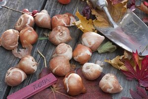 Tulipa bulbs, small hand shovel, autumn leaves