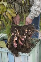 Mann erntet in Herbst Topinambur-Knollen