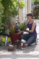 Red tub with red and black-red plants (1/2)