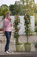 Planting column apples in tubs on a terrace (5/5)